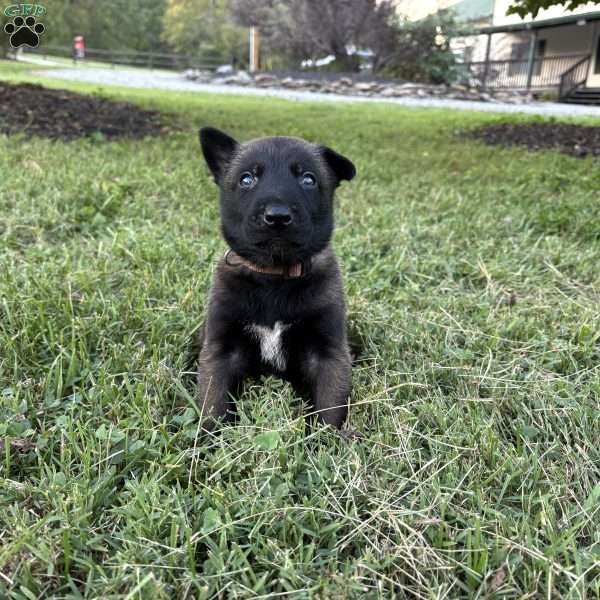 Sherlock Holmes, Belgian Malinois Puppy