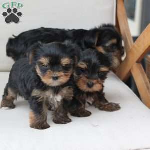 Oliver, Yorkie Puppy