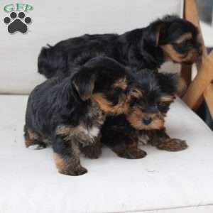 Oliver, Yorkie Puppy