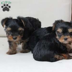 Oliver, Yorkie Puppy