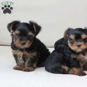 Molly, Yorkie Puppy