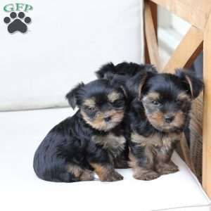 Loki, Yorkie Puppy