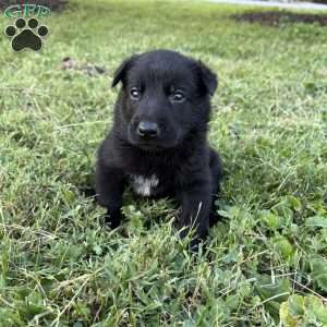 Indiana Jones, Belgian Malinois Puppy