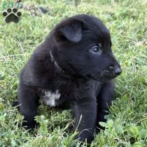 Indiana Jones, Belgian Malinois Puppy