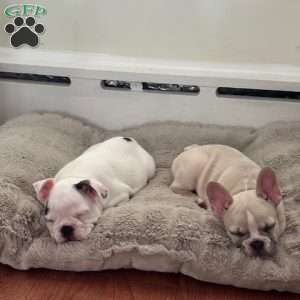 Cashmere, French Bulldog Puppy