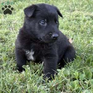 Indiana Jones, Belgian Malinois Puppy
