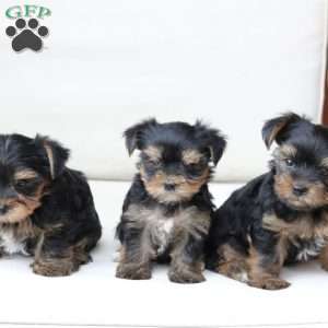 Oliver, Yorkie Puppy