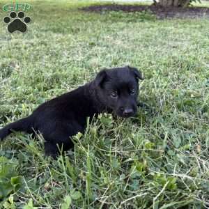 Indiana Jones, Belgian Malinois Puppy