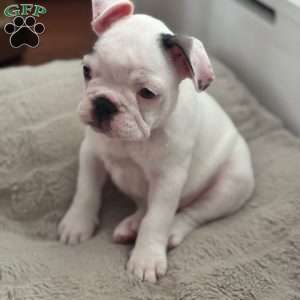 Cashmere, French Bulldog Puppy