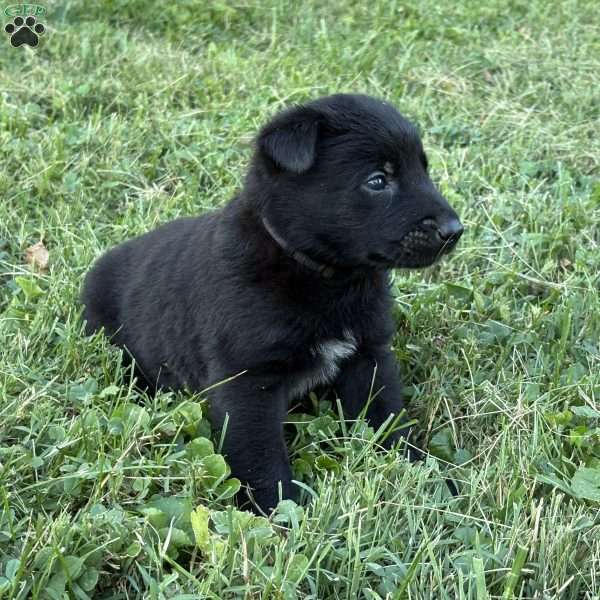 Indiana Jones, Belgian Malinois Puppy