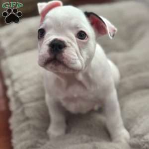 Cashmere, French Bulldog Puppy