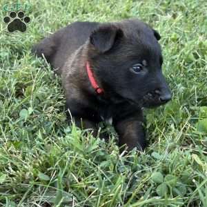 Harry Potter, Belgian Malinois Puppy