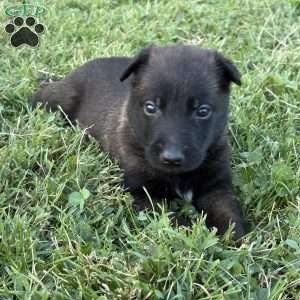 Harry Potter, Belgian Malinois Puppy