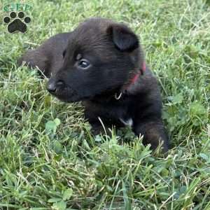 Harry Potter, Belgian Malinois Puppy