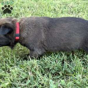 Harry Potter, Belgian Malinois Puppy