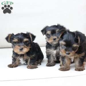 Molly, Yorkie Puppy