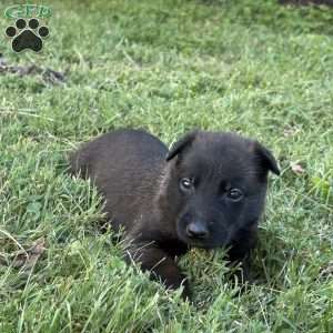 Harry Potter, Belgian Malinois Puppy