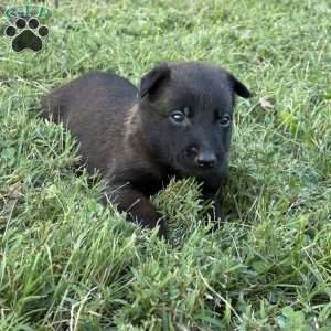 Harry Potter, Belgian Malinois Puppy