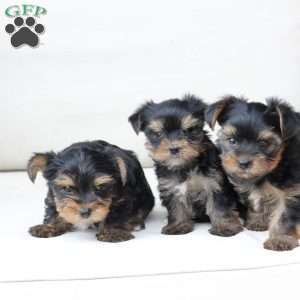 Molly, Yorkie Puppy