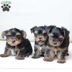 Loki, Yorkie Puppy