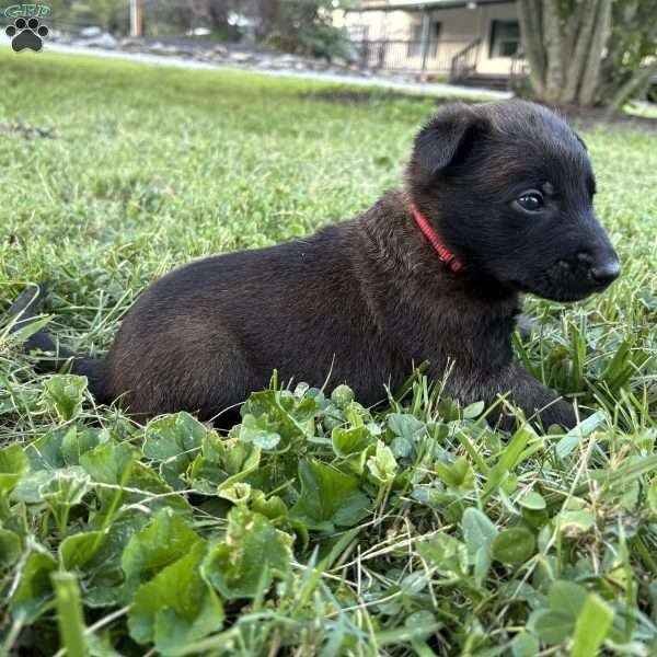 Harry Potter, Belgian Malinois Puppy
