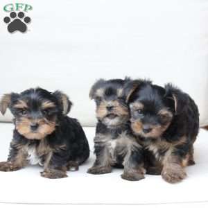 Molly, Yorkie Puppy