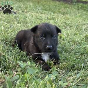 Princess Leia, Belgian Malinois Puppy