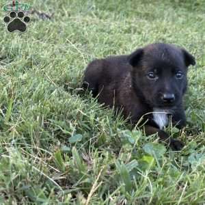 Princess Leia, Belgian Malinois Puppy