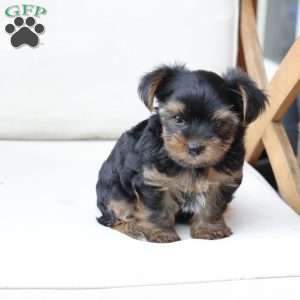 Loki, Yorkie Puppy