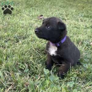Princess Leia, Belgian Malinois Puppy