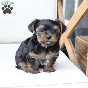 Loki, Yorkie Puppy