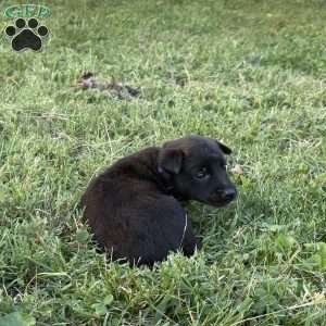 Princess Leia, Belgian Malinois Puppy