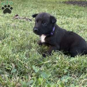 Princess Leia, Belgian Malinois Puppy