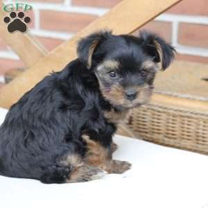Loki, Yorkie Puppy