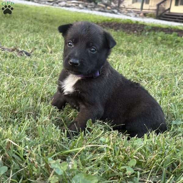 Princess Leia, Belgian Malinois Puppy