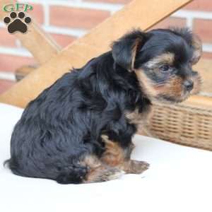 Loki, Yorkie Puppy