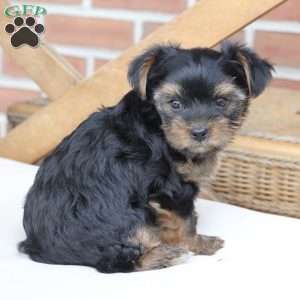 Loki, Yorkie Puppy