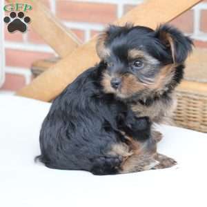 Loki, Yorkie Puppy