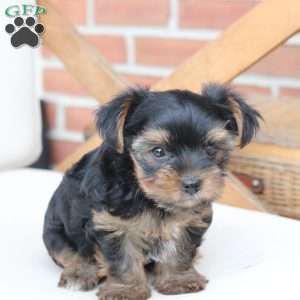 Loki, Yorkie Puppy