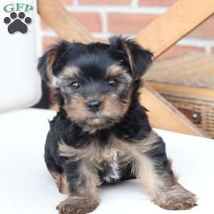 Loki, Yorkie Puppy