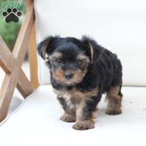 Loki, Yorkie Puppy