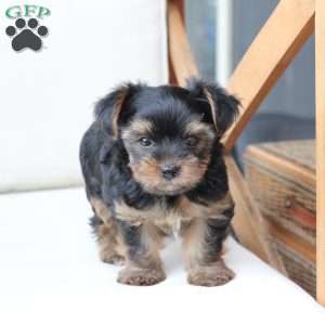 Loki, Yorkie Puppy