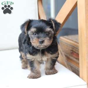 Loki, Yorkie Puppy