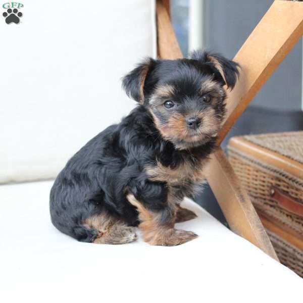Loki, Yorkie Puppy