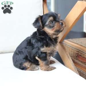 Loki, Yorkie Puppy