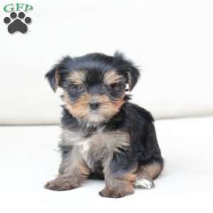 Molly, Yorkie Puppy