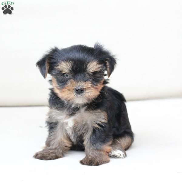 Molly, Yorkie Puppy
