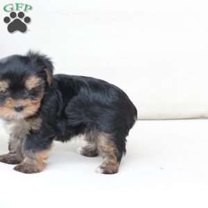 Molly, Yorkie Puppy