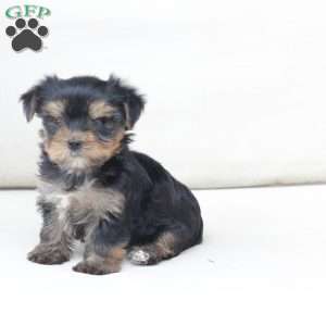 Molly, Yorkie Puppy