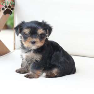 Molly, Yorkie Puppy
